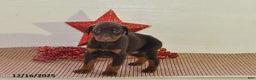 Doberman Pinscher dogs for sale: Bella   - Ad 4