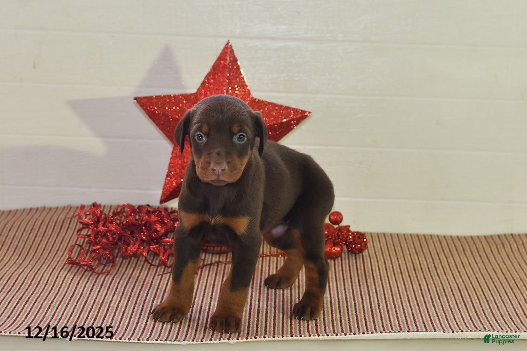 Doberman Pinscher dogs for sale: Bella   - Ad 4