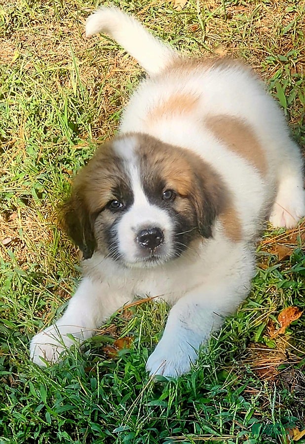 Mixed Breed dogs Bailey - Ad 1