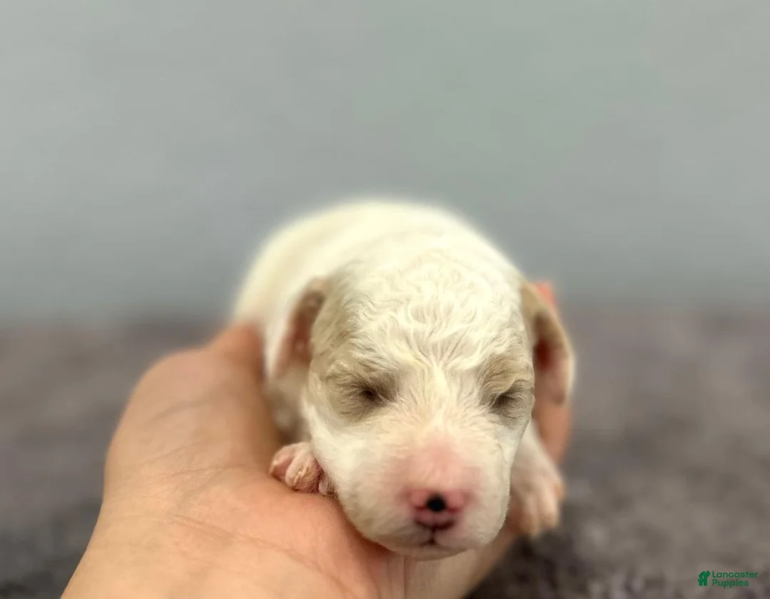 Mini Goldendoodle dogs for sale: Tulip - Ad 2