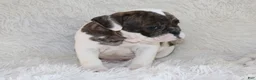 English Bulldog dogs for sale: Harry - Ad 5