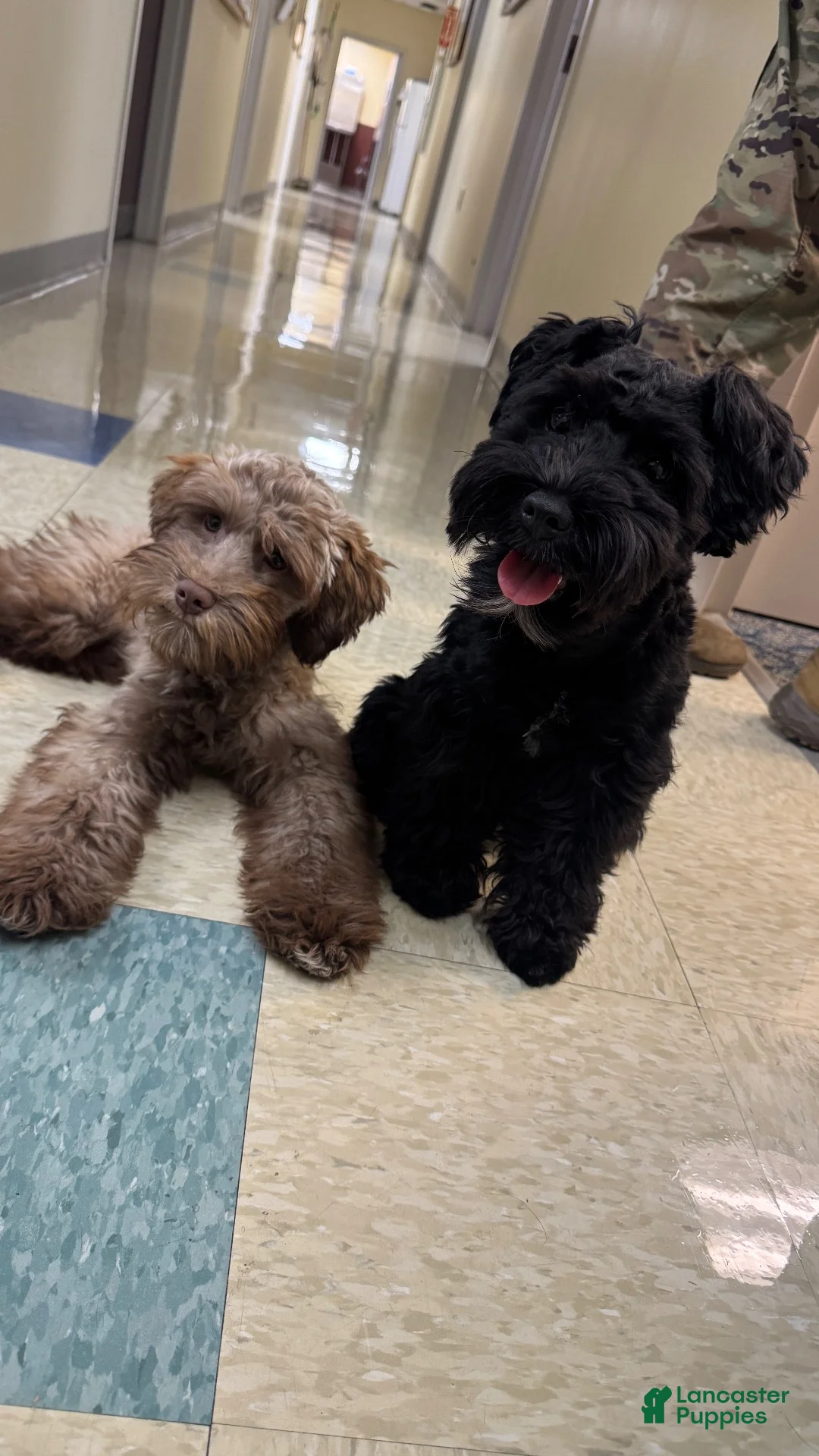 Schnoodle dogs for sale: Schnoodle 1 - Ad 2