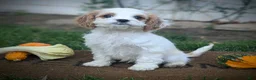 Cavapoo dogs for sale: Mr Colby - Ad 16