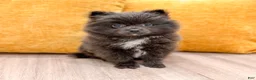 Pomeranian dogs for sale: Muffin - Ad 1