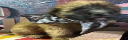 Soft Coated Wheaten Terrier dogs for sale: Cheesy - Ad 1