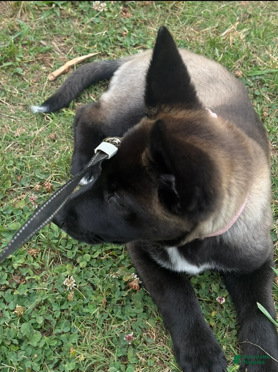 Gerberian Shepsky dogs for sale: Gerberian Shepsky 1 - Ad 4