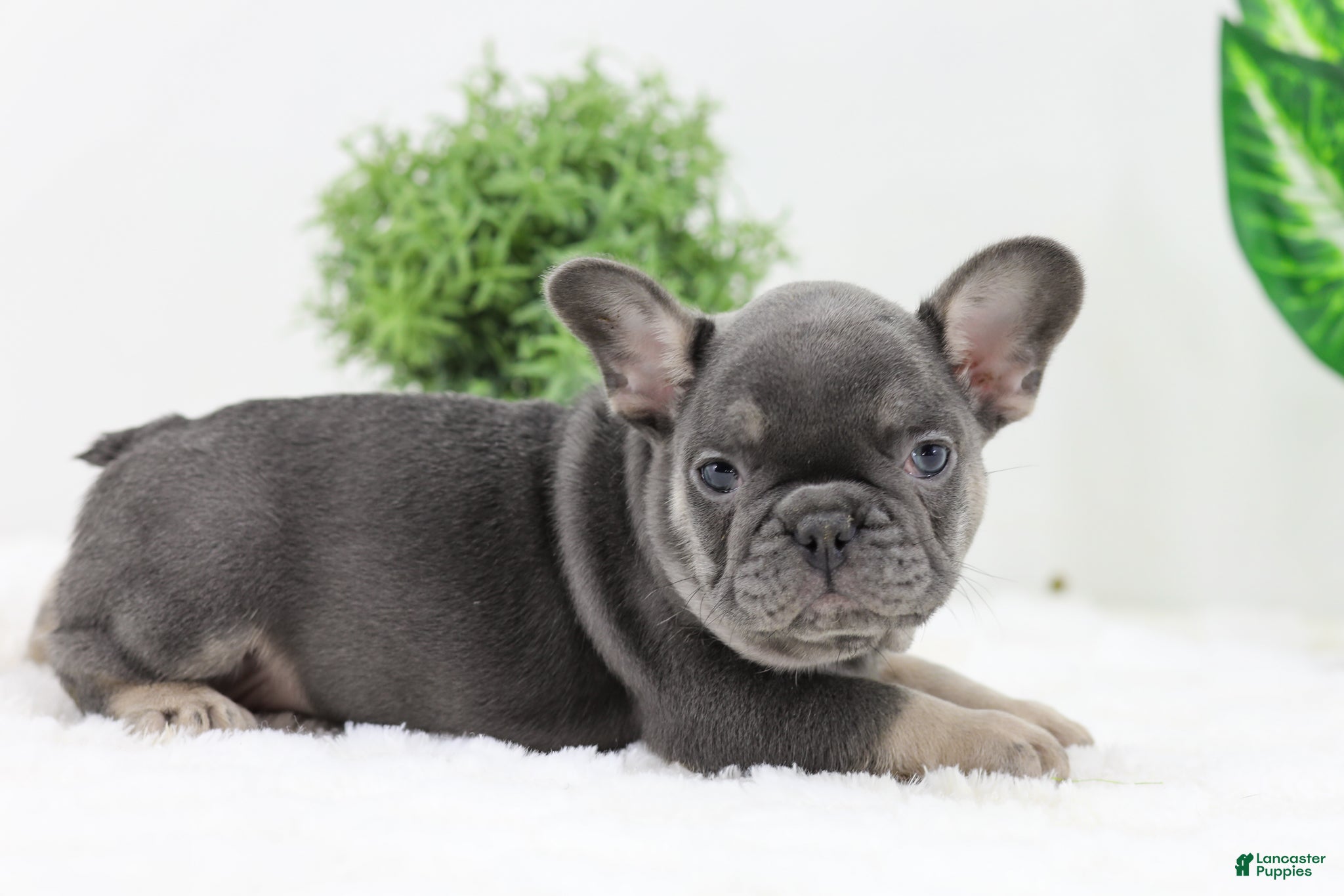 French Bulldog Most Wanted Small Dog Breeds Bulldog Breeders