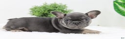 French Bulldog dogs for sale: Eaton - Ad 2