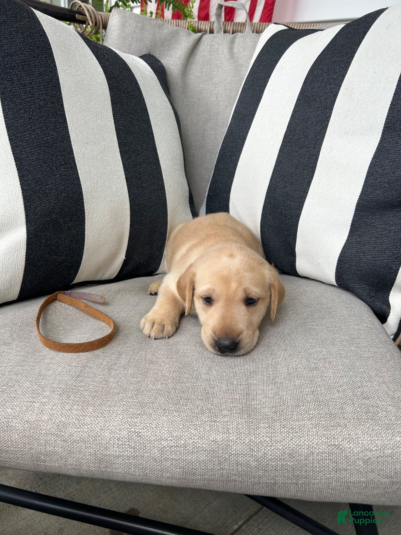 Labrador Retriever dogs Labrador Retriever 8 - Ad 1