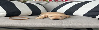 Labrador Retriever 8