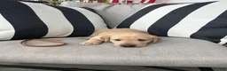 Labrador Retriever dogs for sale: Labrador Retriever 8 - Ad 1