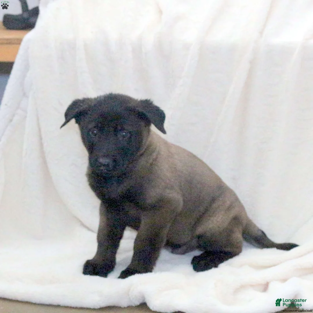 Belgian Malinois dogs for sale: Belgian Malinois Puppy 1 - Ad 5