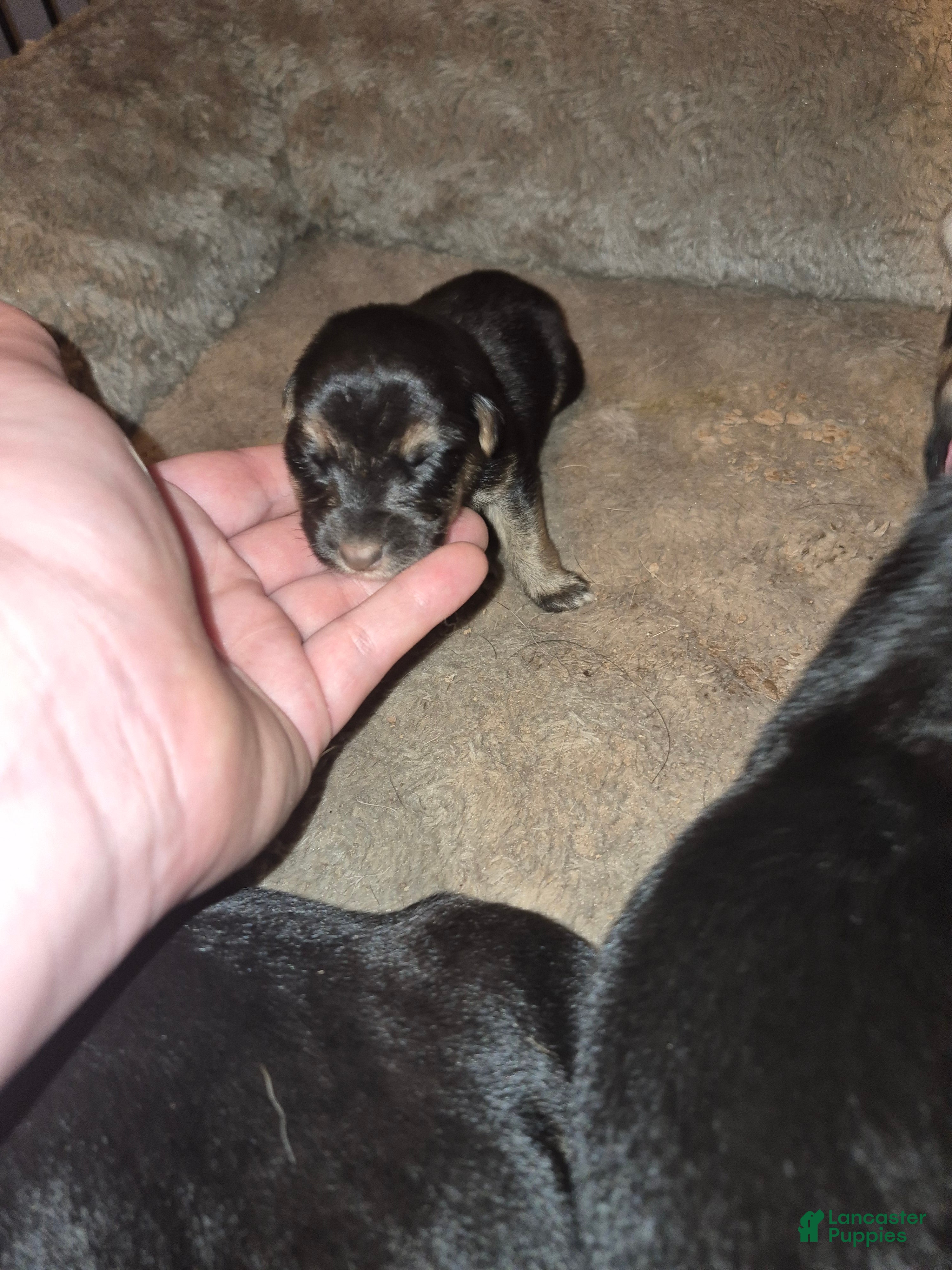 Mixed Breed dogs Mixed Breed 5 - Ad 36