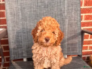 Toy Poodle dogs Rainer - Ad 7