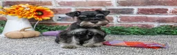 Miniature Schnauzer dogs for sale: Davina - Ad 1