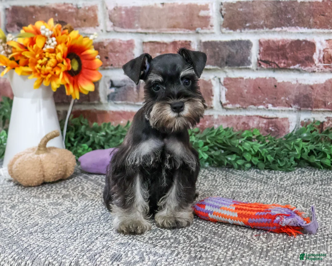 Miniature Schnauzer dogs for sale: Davina - Ad 1