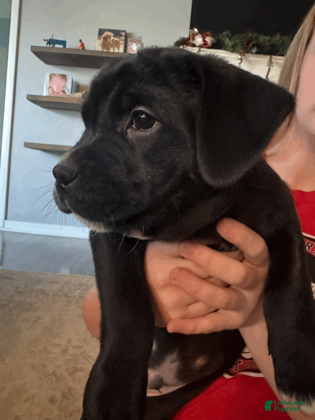 Mixed Breed dogs for sale: Blue Collar Boy - Ad 1