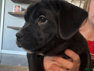 Mixed Breed dogs Blue Collar Boy - Ad 41