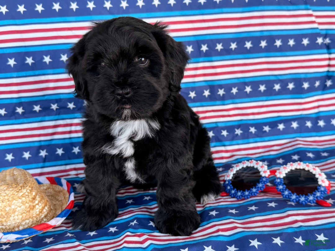 Mixed Breed dogs for sale: Joyce  - Ad 3