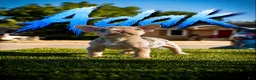 French Bulldog dogs for sale: Adak  - Ad 1