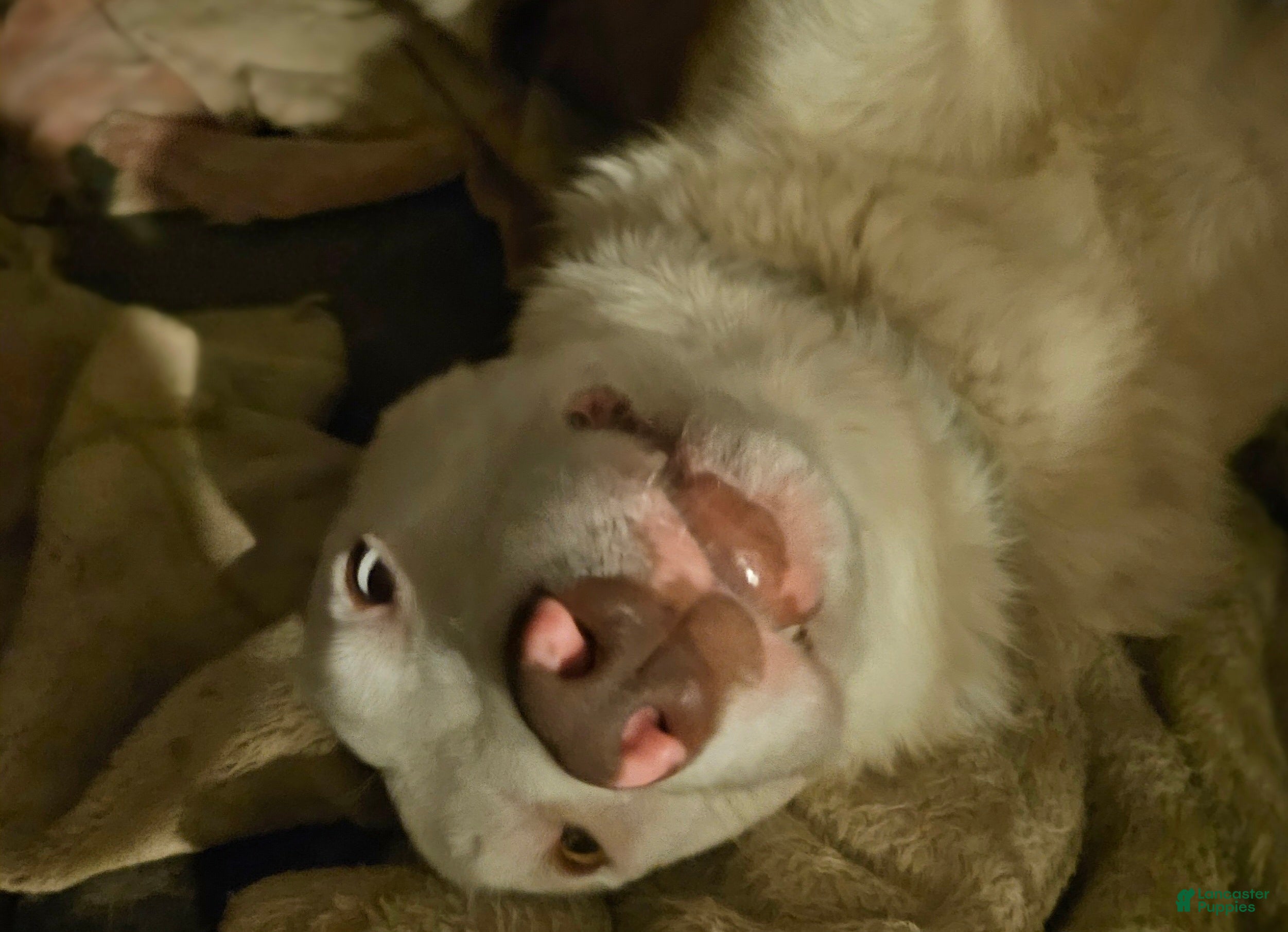 Border Collie dogs Zinny - Ad 41