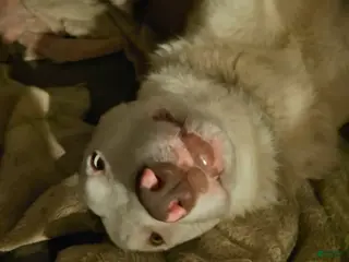 Border Collie dogs Zinny - Ad 41