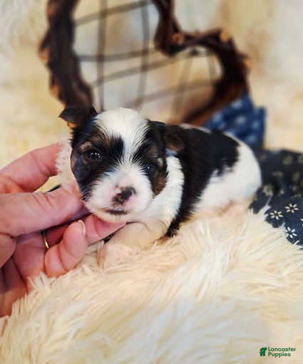 Yorkshire Terrier dogs AKC Parti Male  - Ad 1