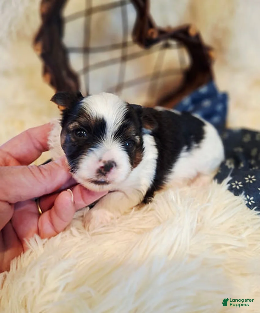 Yorkshire Terrier dogs for sale: AKC Parti Male  - Ad 1