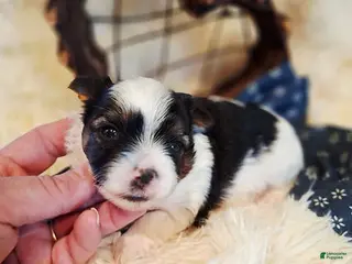 Yorkshire Terrier dogs AKC Parti Male - Ad 1