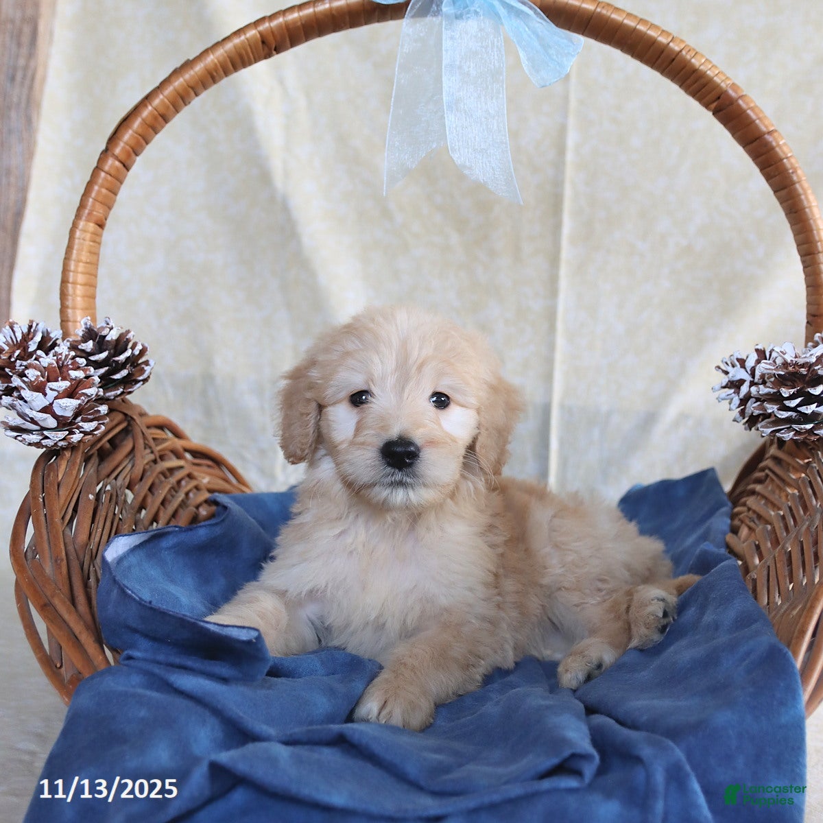 Goldendoodle dogs Beauty - Ad 21