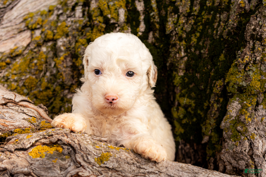 Mini Goldendoodle dogs for sale: Hemingway - Ad 31