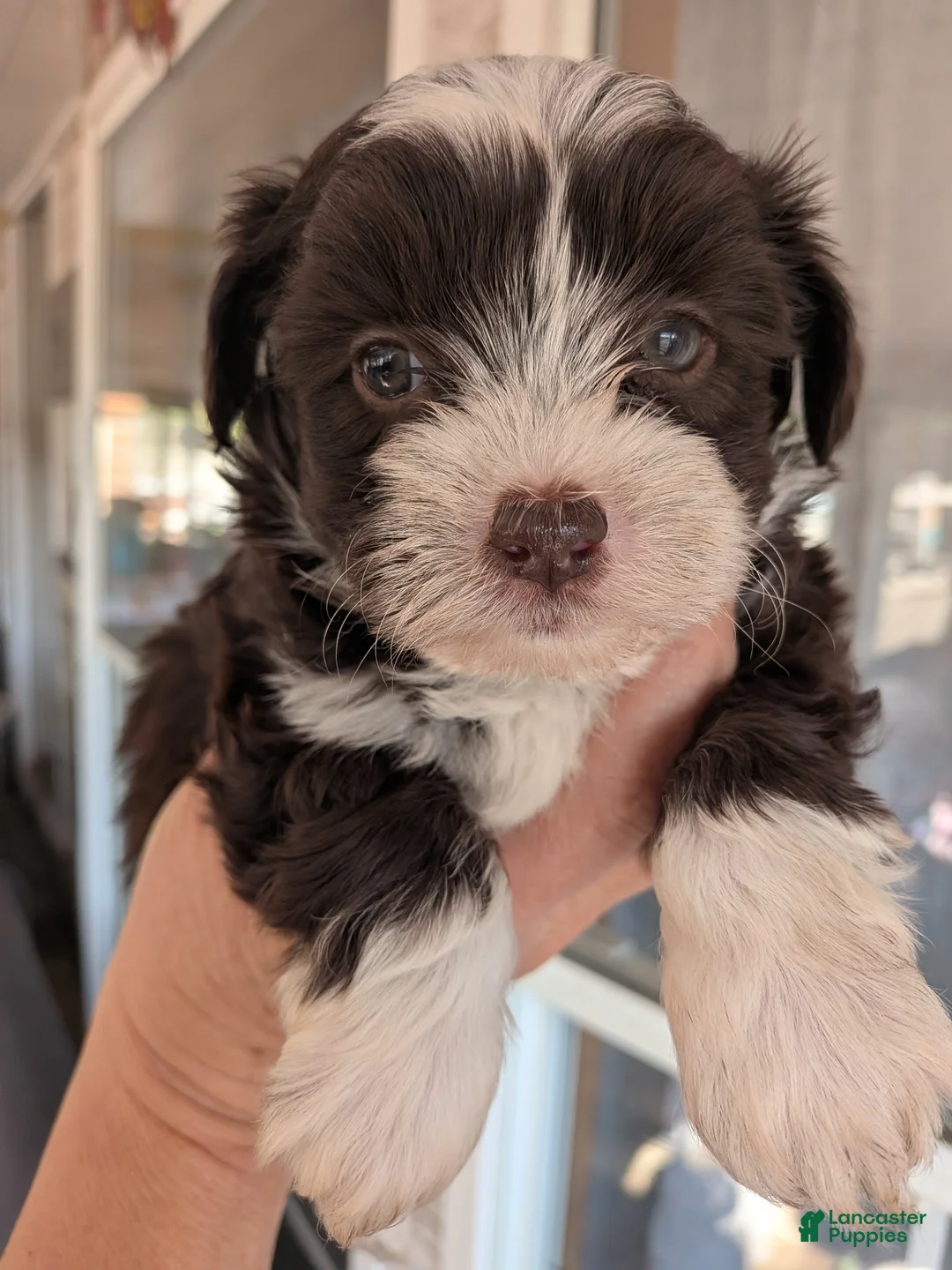 Mixed Breed dogs for sale: Mixed Breed Puppy 5 - Ad 2