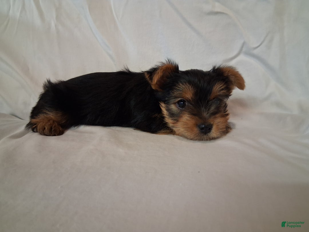 Yorkshire Terrier dogs for sale: Valentina - Ad 3