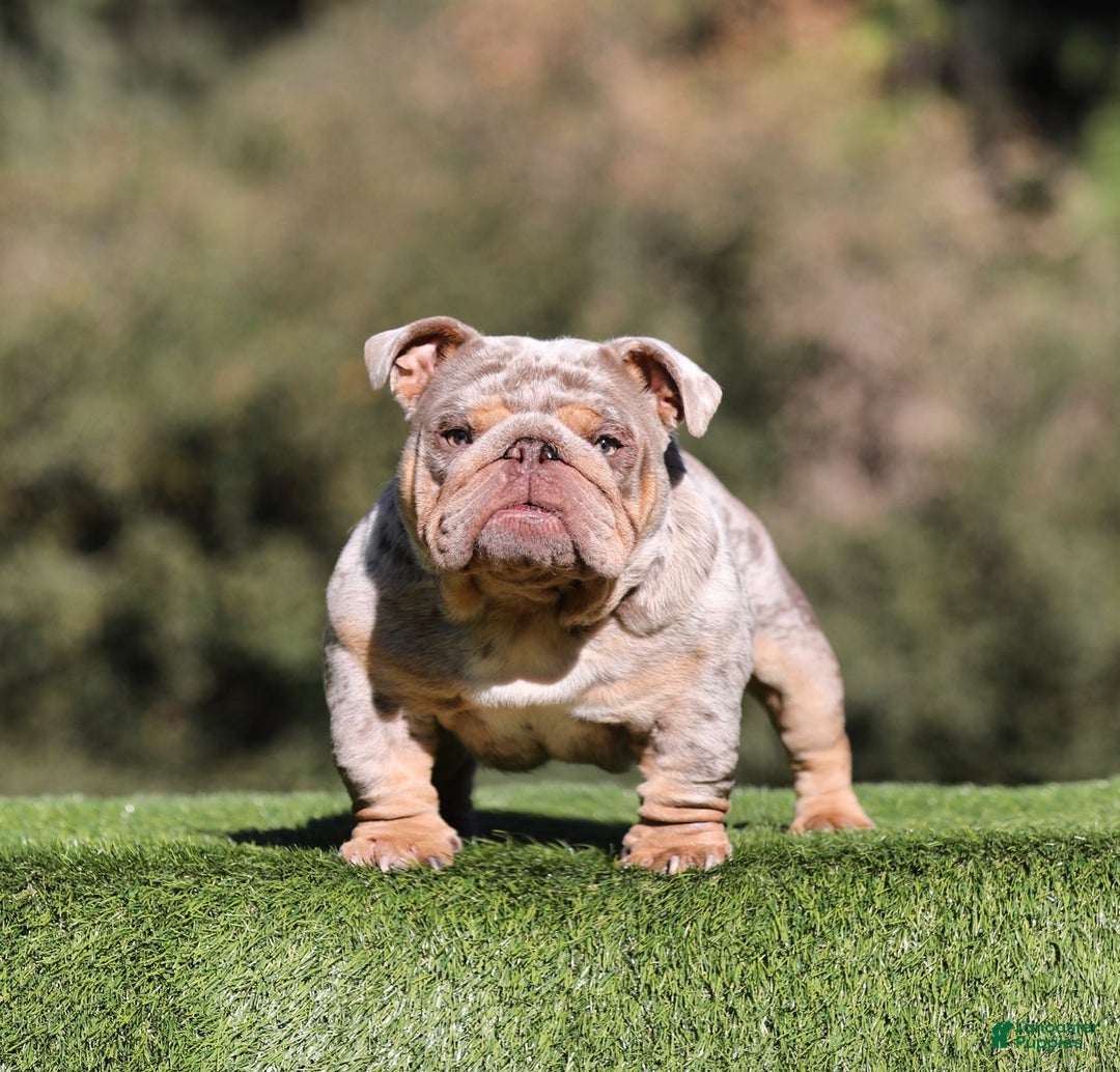 English Bulldog dogs for sale: English Bulldog Puppy 1 - Ad 2