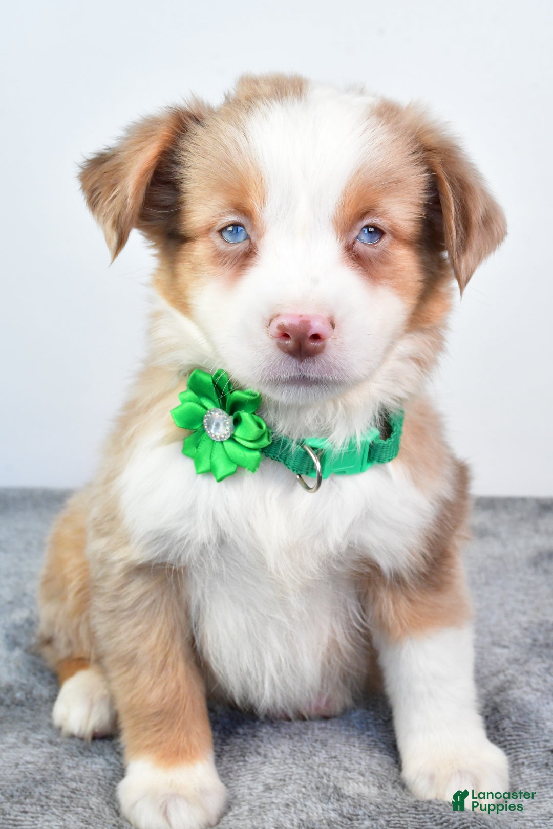 Miniature Australian Shepherd Puppies for sale Lancaster Puppies
