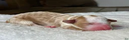 Mixed Breed dogs for sale: Apricot-Blonde Micro Mini - Ad 5