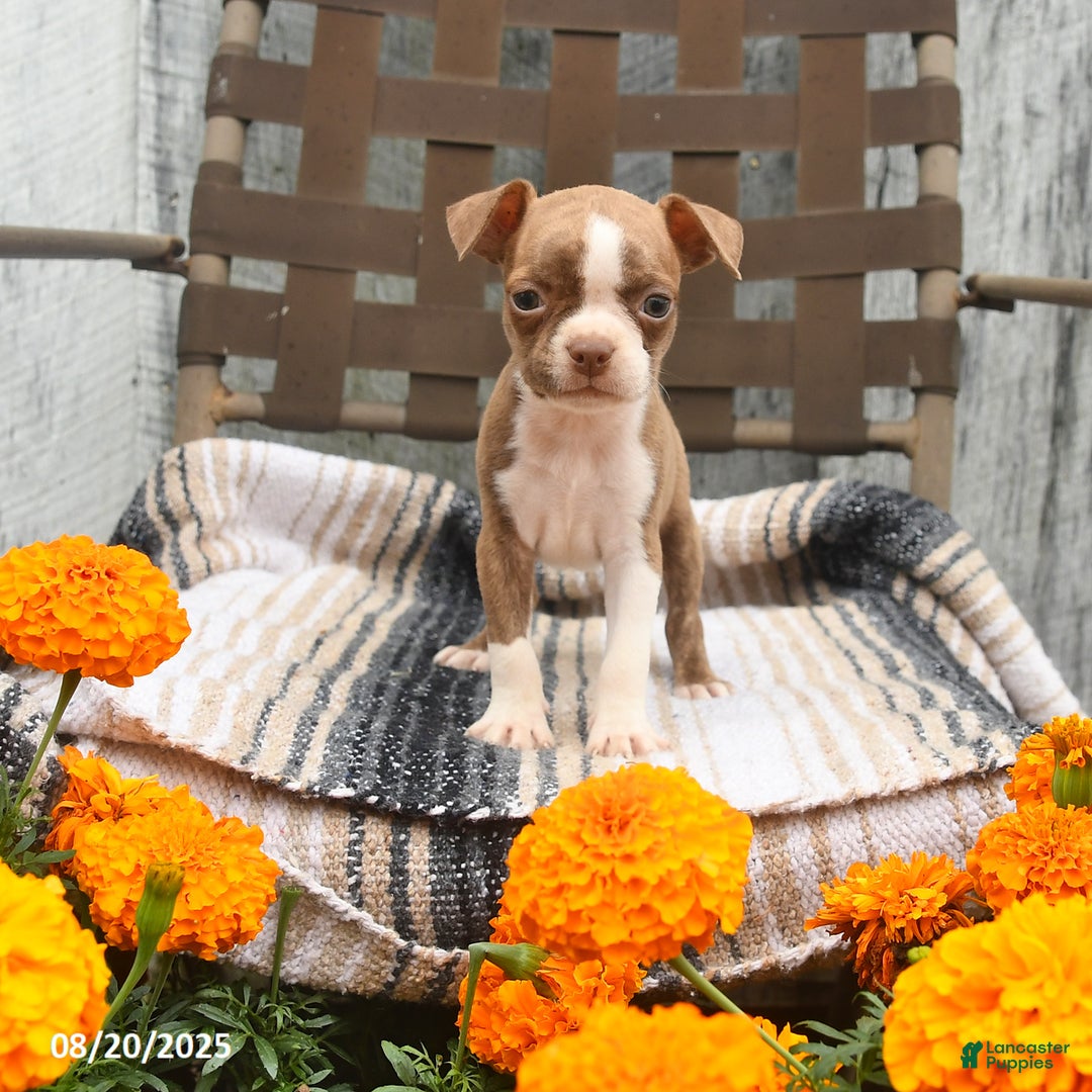 Boston Terrier dogs for sale: Asher - Ad 2