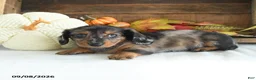 Miniature Dachshund dogs for sale: Zeke - Ad 4