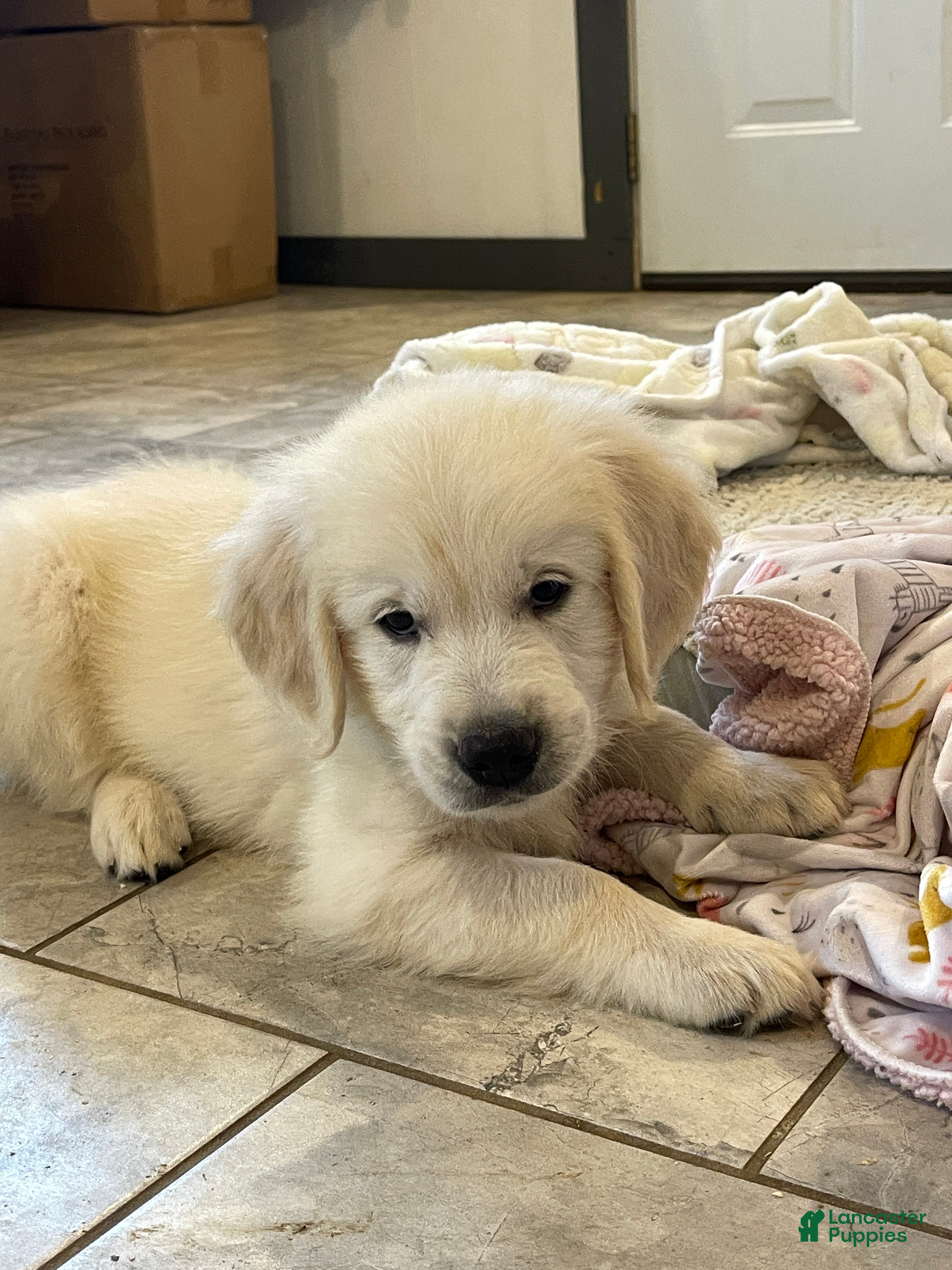 Golden Retriever dogs Creme Brulé - Ad 2
