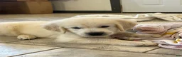Golden Retriever dogs for sale: Creme Brulé - Ad 2