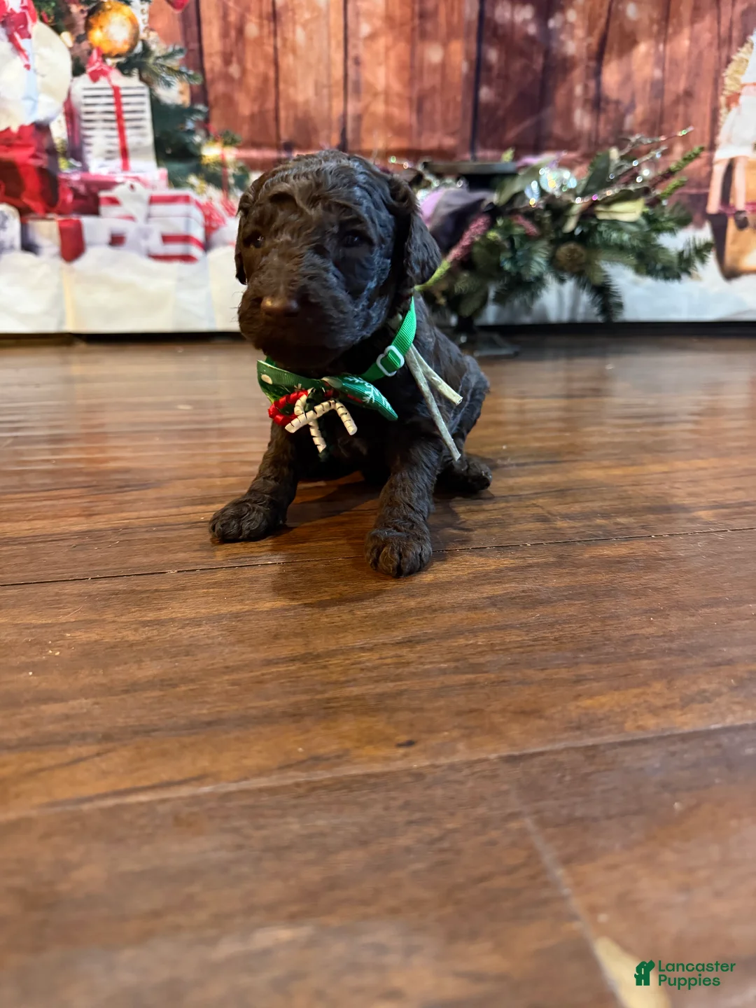 Goldendoodle dogs for sale: Dunkin - Ad 3