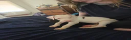 Great Dane dogs for sale: Great Dane 5 - Ad 8