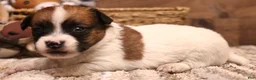 Jack Russell Terrier dogs for sale: Sailor is white w/ tri markings  - Ad 4