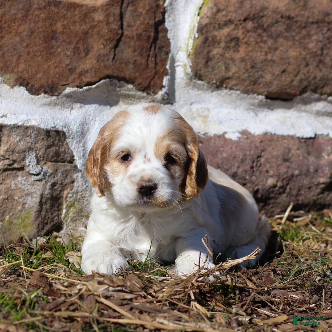 Cocker Spaniel dogs for sale: Clover Cocker Spaniel Puppy  - Ad 1