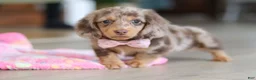 Miniature Dachshund dogs for sale: Callie - Ad 5