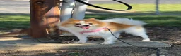 Mixed Breed dogs for sale: K'adare - Ad 9
