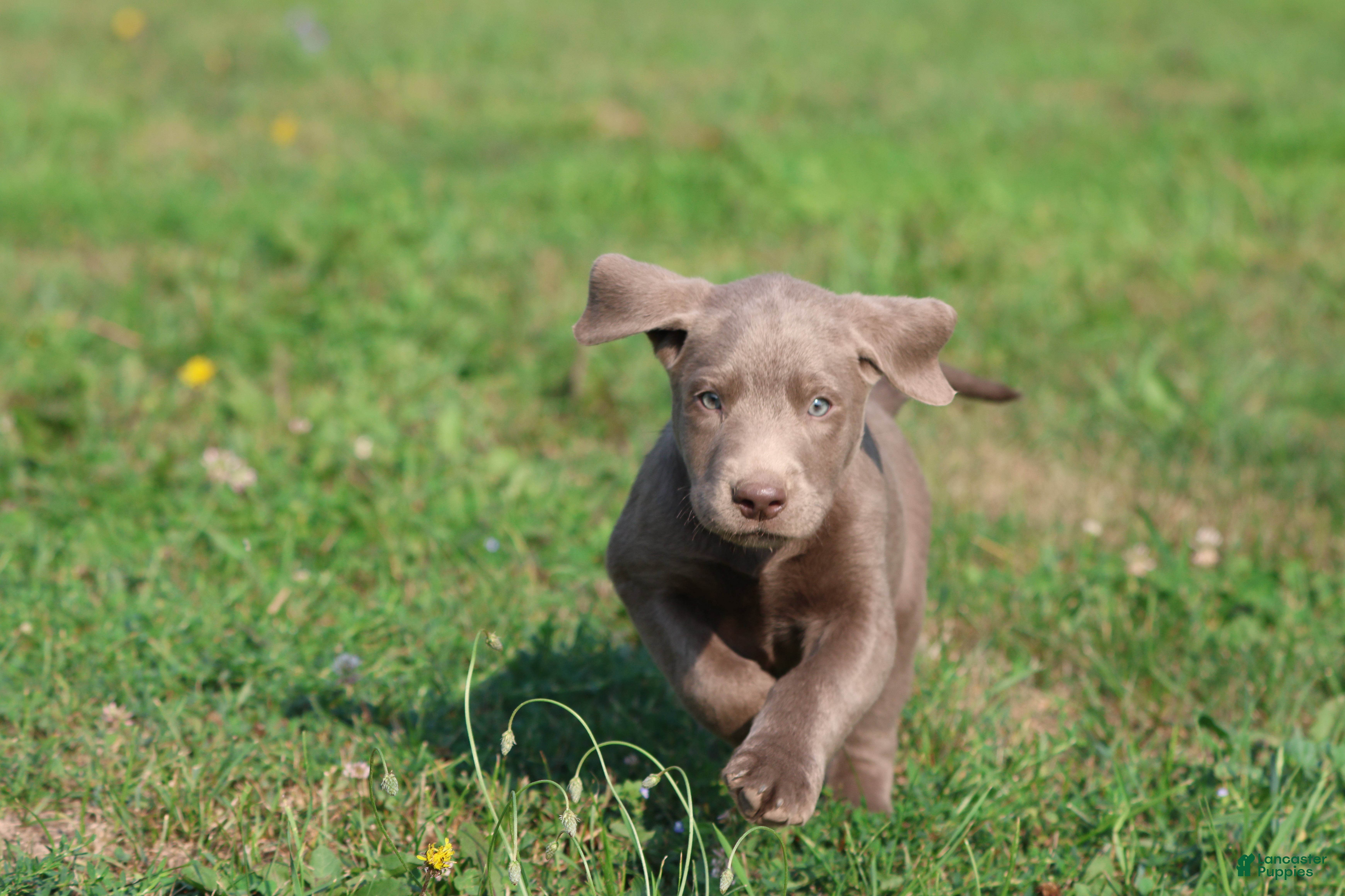 Labrador Retriever dogs T- Rex - Ad 1