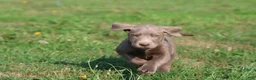 Labrador Retriever dogs for sale: T- Rex - Ad 1