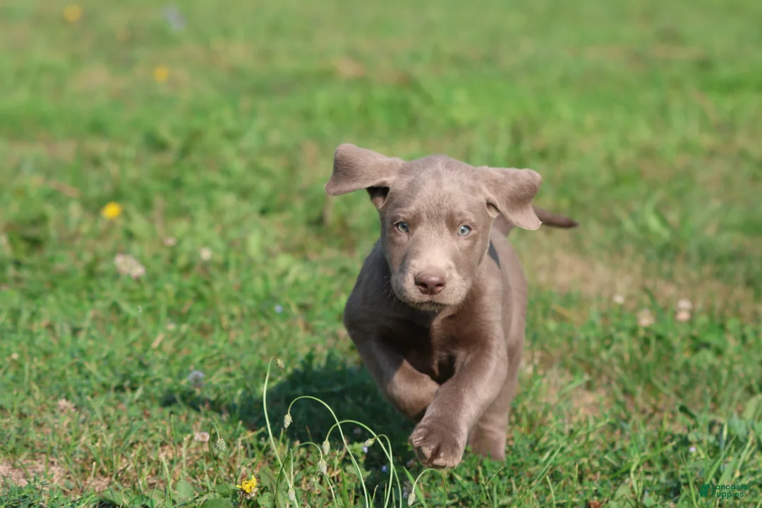 Labrador Retriever dogs for sale: T- Rex - Ad 1