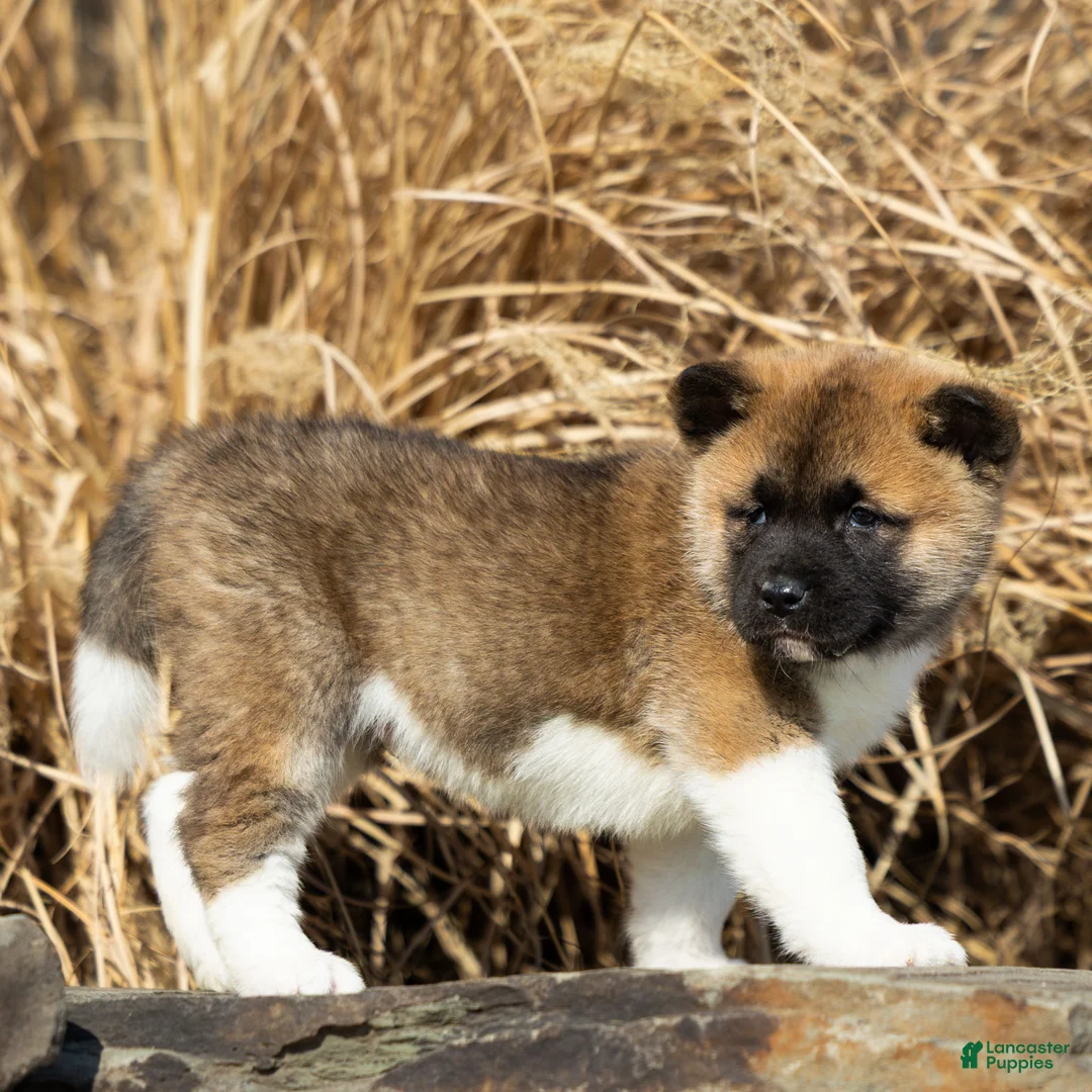 Akita dogs for sale: Fynn Akita Puppy  - Ad 1